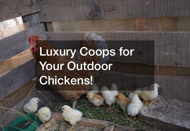 Luxury Coops for Your Outdoor Chickens!